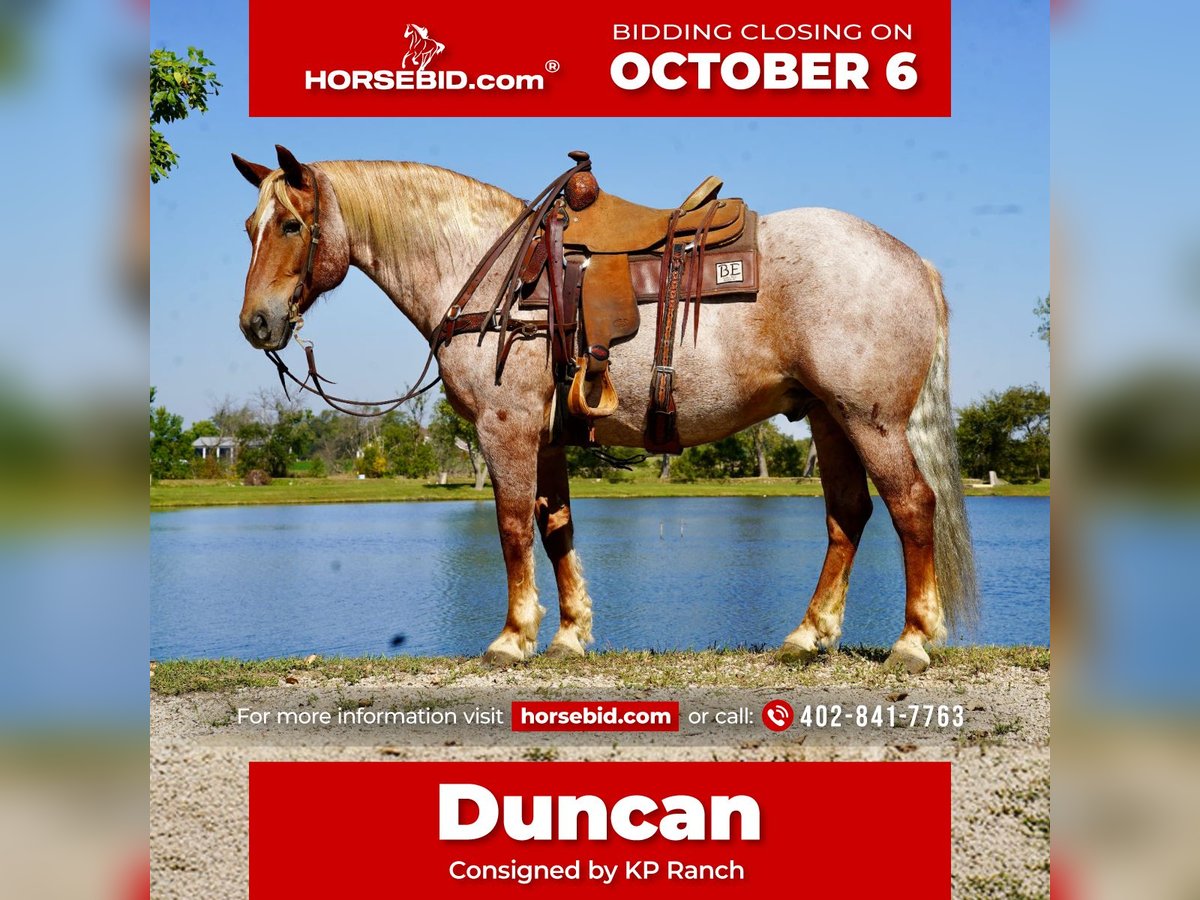 Draft Horse Mix Gelding 11 years 15,2 hh Roan-Red in Corsica, SD