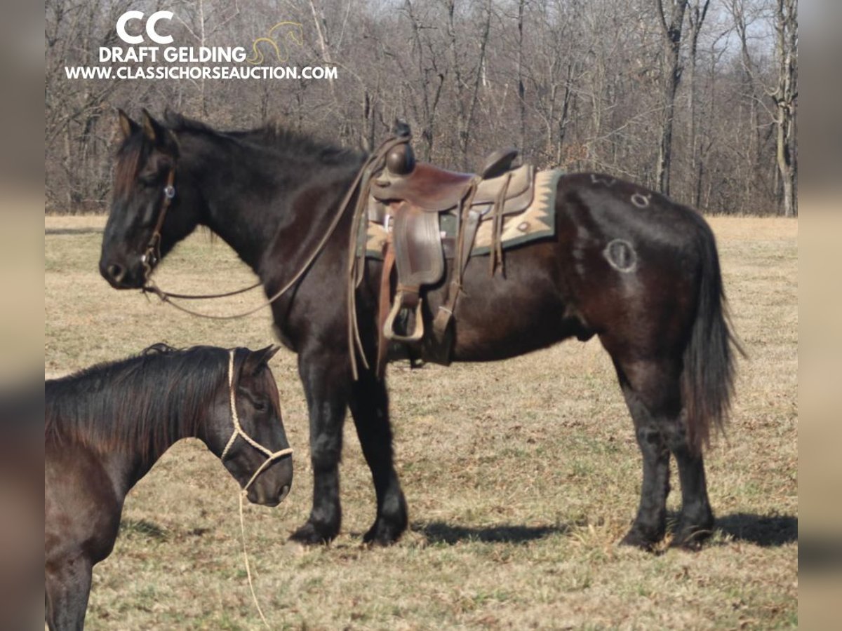 Draft Horse Gelding 11 years 16 hh Black in Charleston, IL