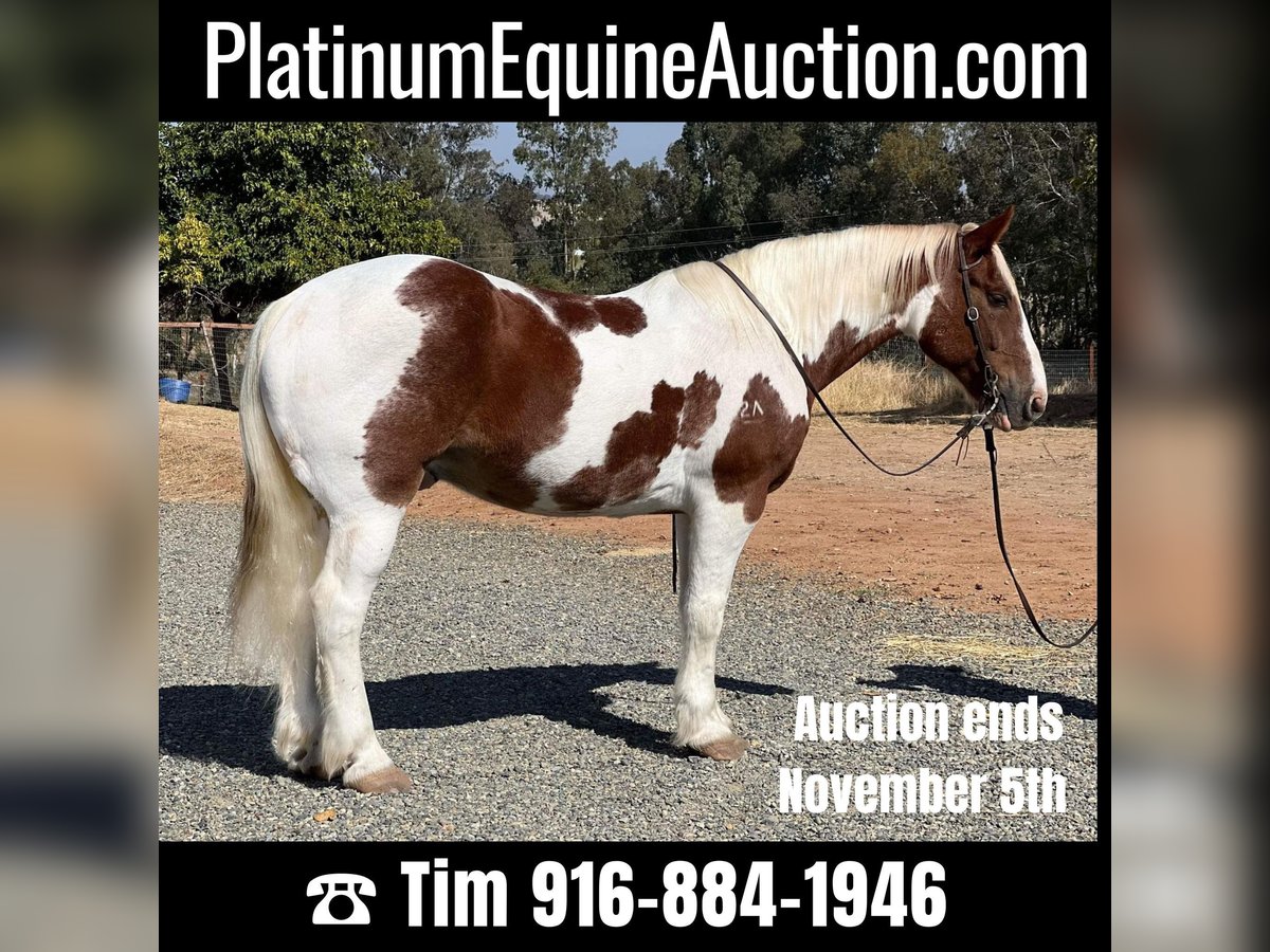 Draft Horse Gelding 12 years 15,3 hh Tobiano-all-colors in Lincoln CA