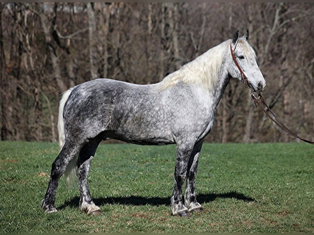 Draft Horse Gelding 12 years 15,2 hh Grey-Dapple in Mount Vernon