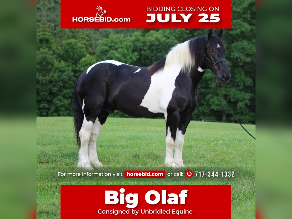 Draft Horse Gelding 12 years 16,2 hh in Millerstown, PA