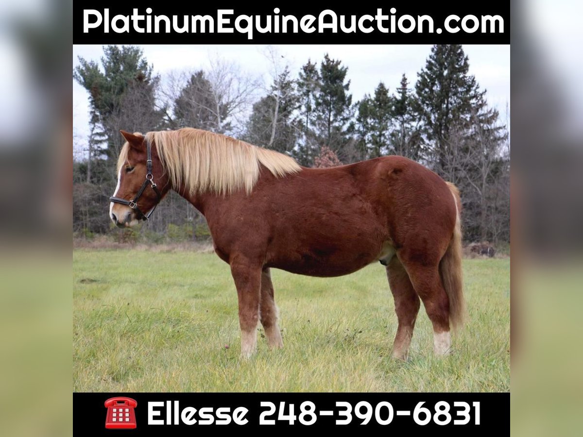 Draft Horse Gelding 13 years 15,2 hh Chestnut in Howell MI