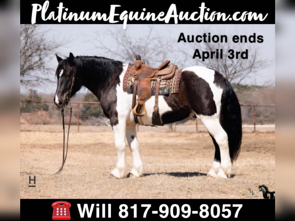 Draft Horse Gelding 13 years 15,3 hh Tobiano-all-colors in Joshua TX