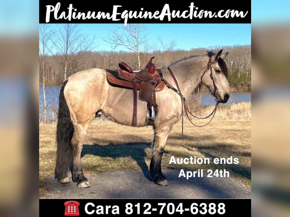 Draft Horse Gelding 13 years Buckskin in Borden IN