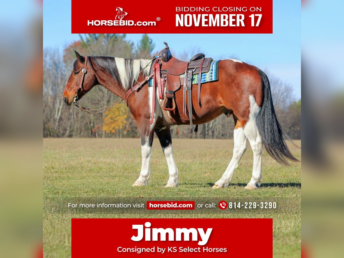 Draft Horse Mix Gelding 13 years Pinto in Clarion