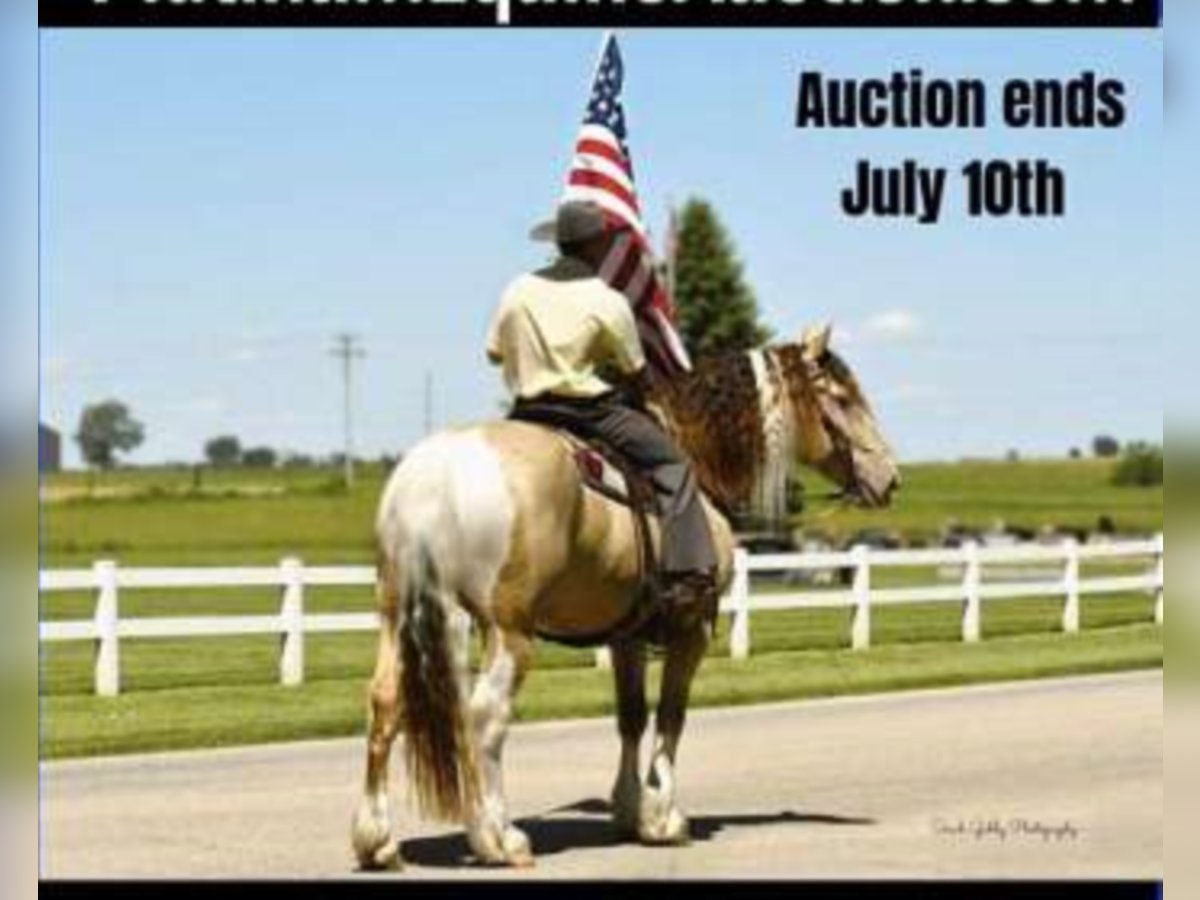 Draft Horse Gelding 14 years 16 hh Champagne in Hazelton IA