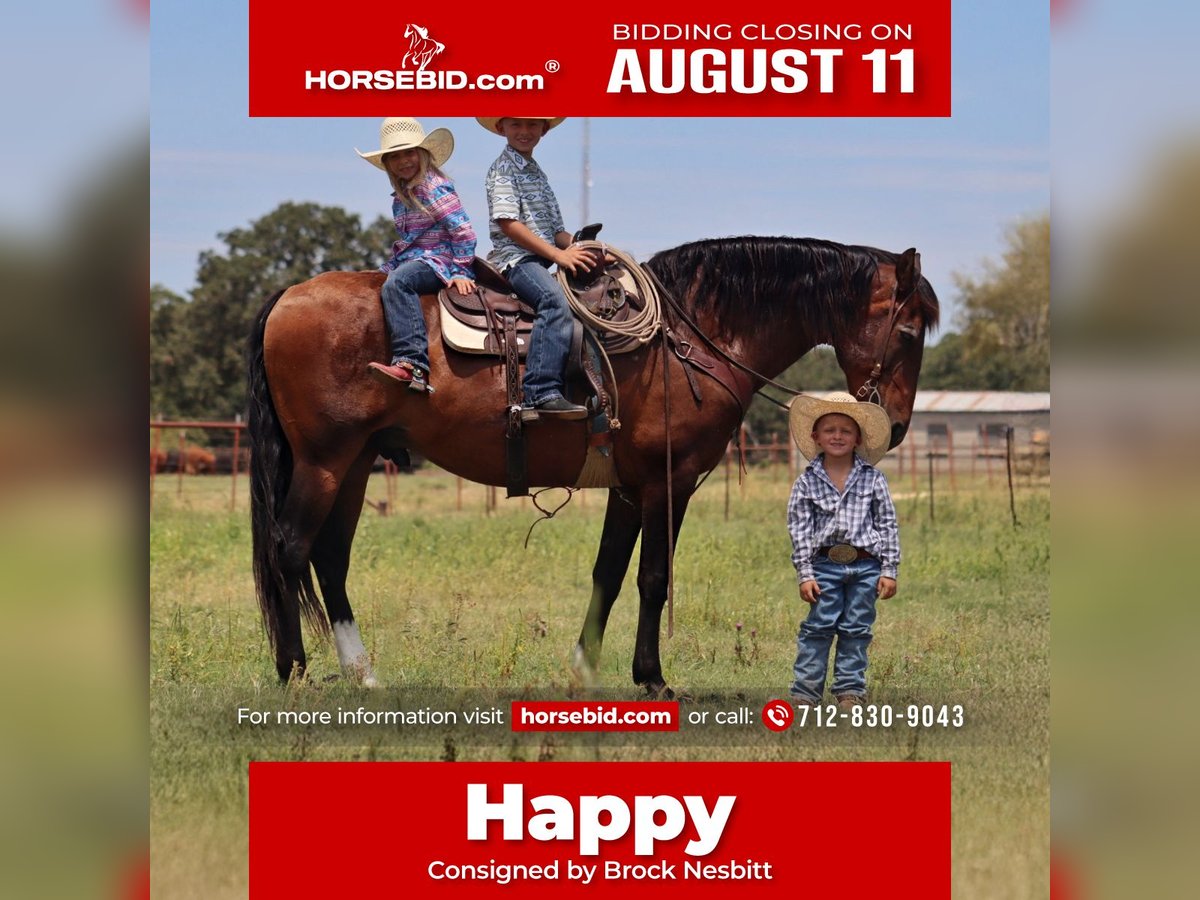 Draft Horse Mix Gelding 15 years 15,3 hh Bay in Stephenville, TX