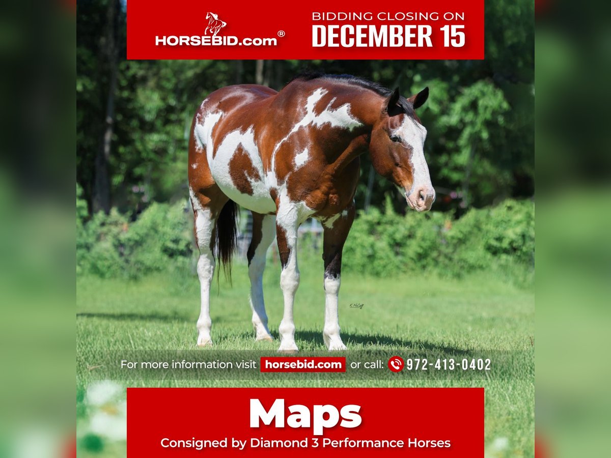 Draft Horse Mix Gelding 15 years 16 hh Pinto in Ravenna