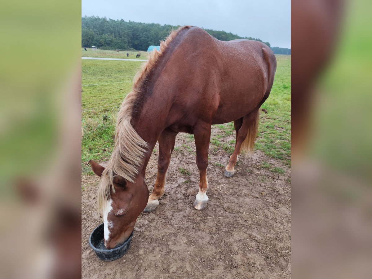 Draft Horse Mix Gelding 21 years 16 hh Chestnut-Red in Lohr am Main