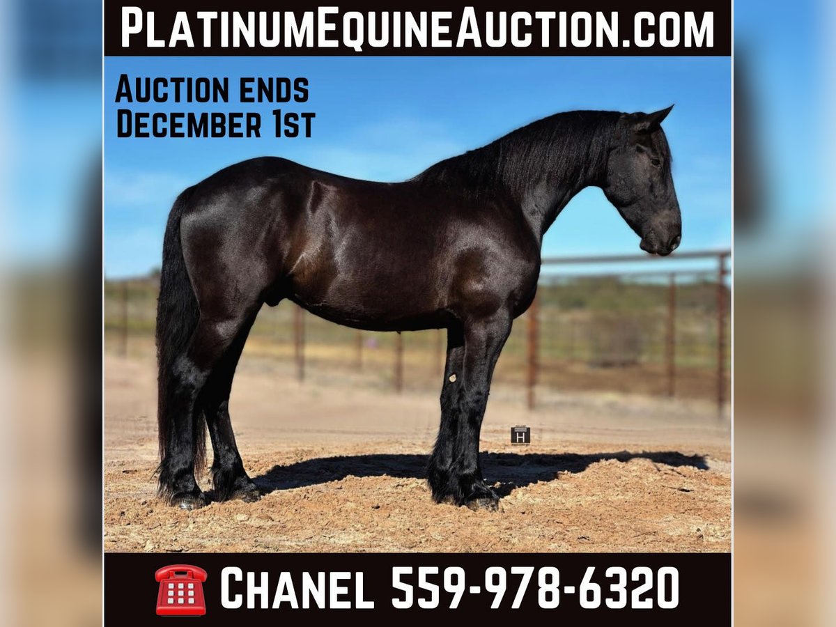 Draft Horse Gelding 3 years 15,2 hh Black in Jacksboro TX