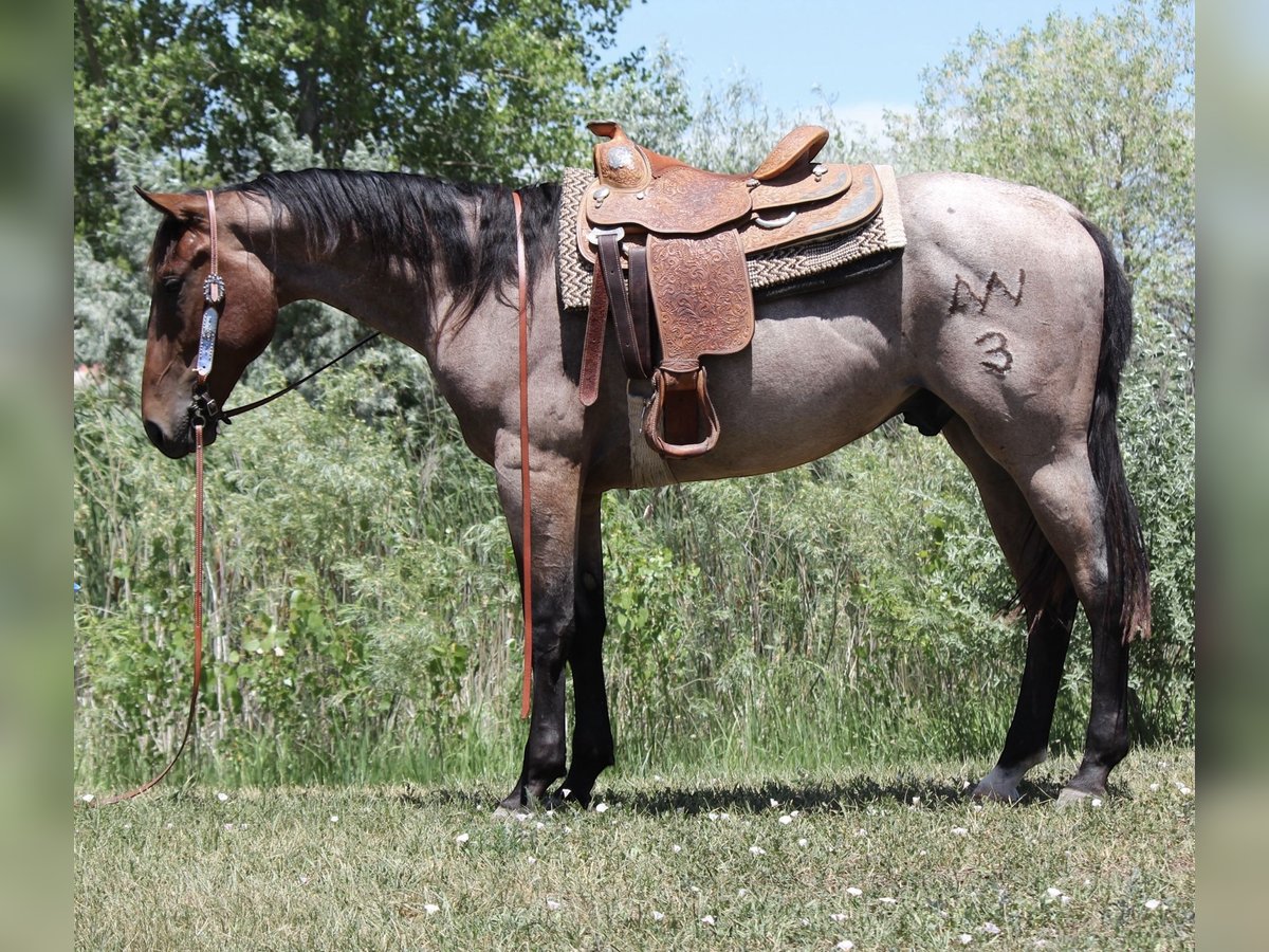 Draft Horse Gelding 3 years 15,2 hh Roan-Bay in Fort Collins