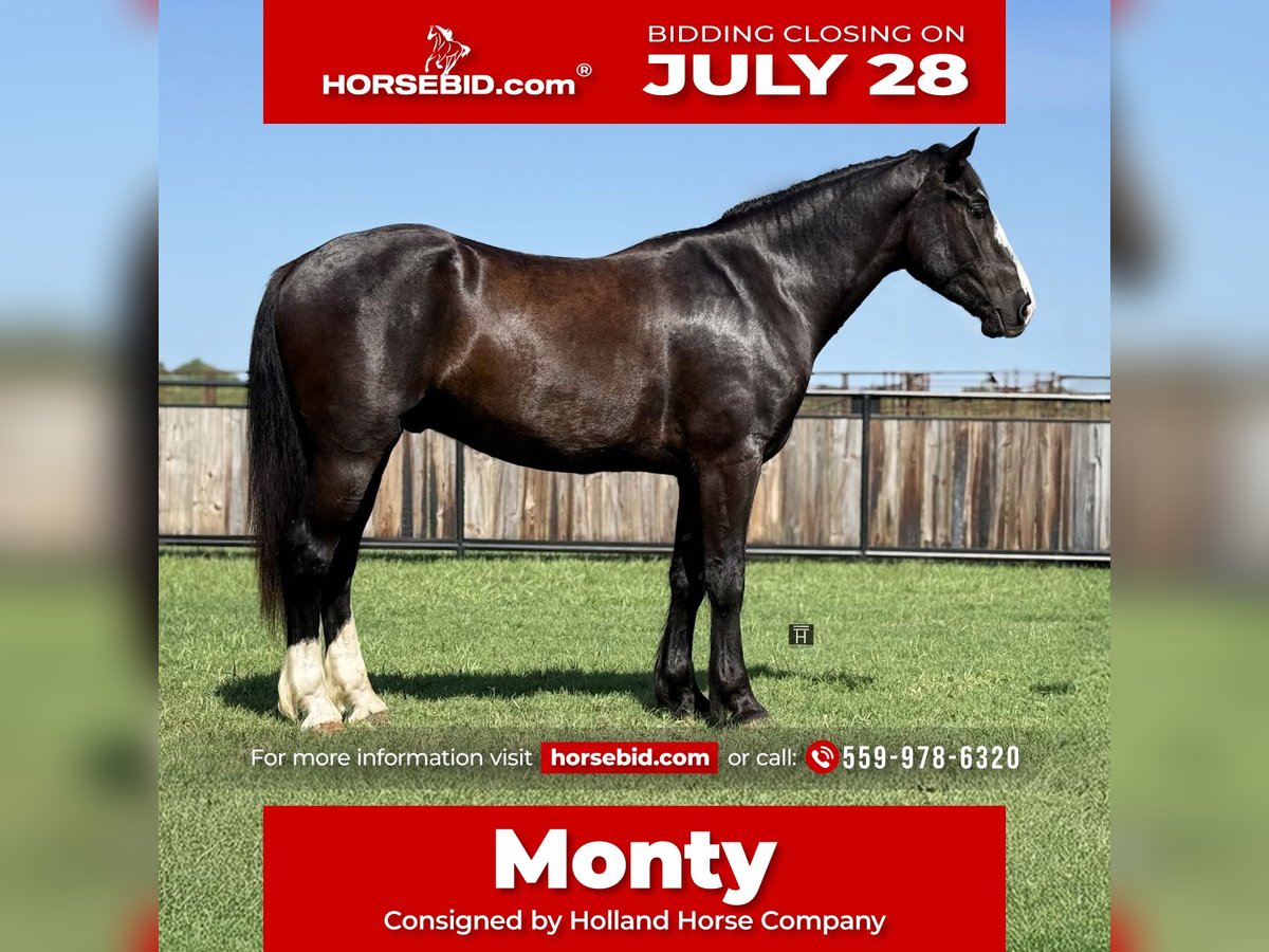 Draft Horse Mix Gelding 3 years 16,1 hh Black in Jacksboro