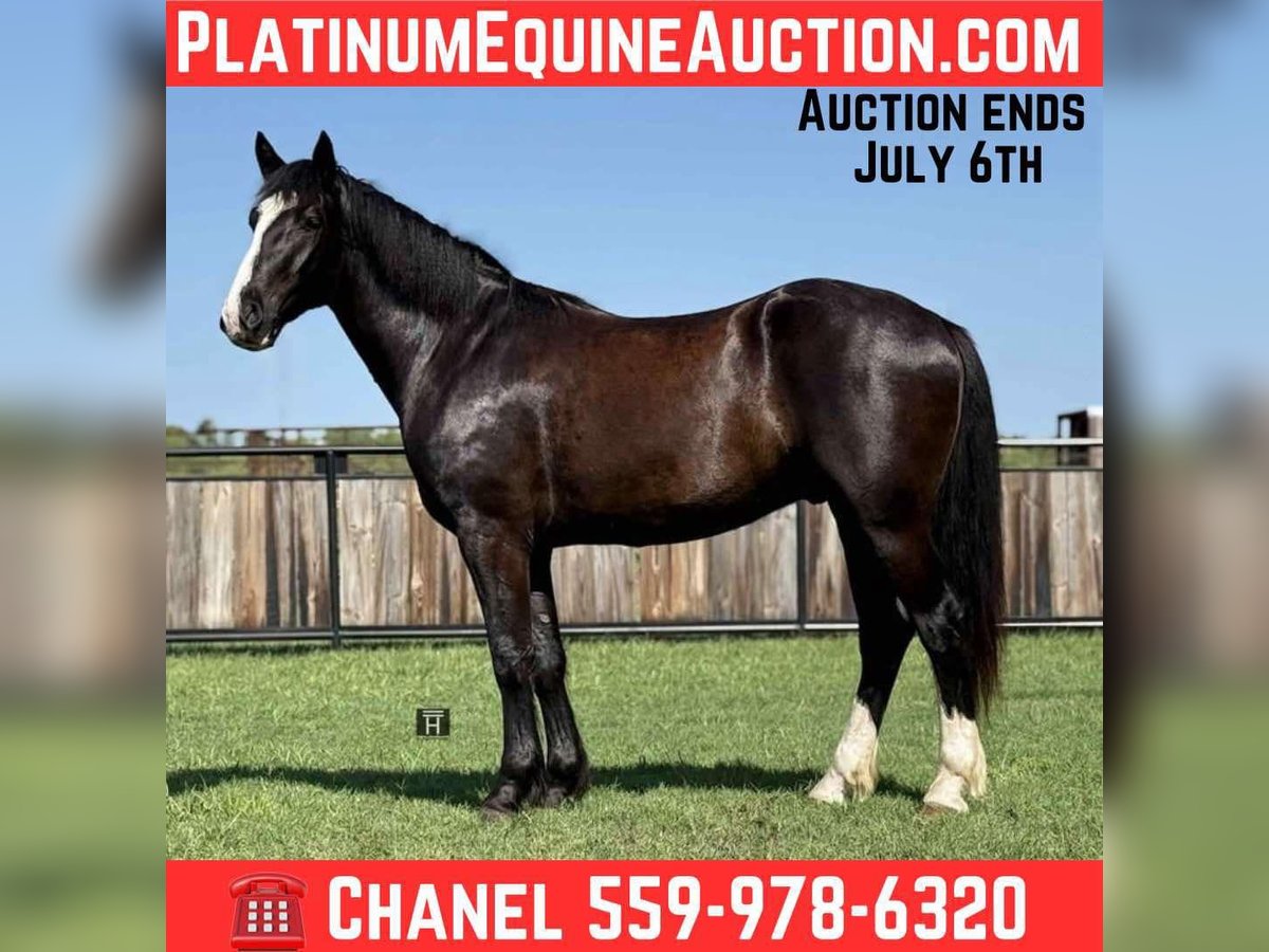 Draft Horse Gelding 3 years 16,1 hh Black in Jacksboro TX