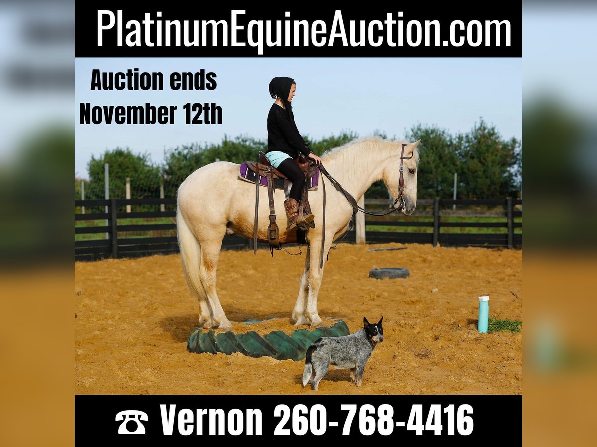 Draft Horse Gelding 3 years 17 hh Palomino in Shipshewana IN