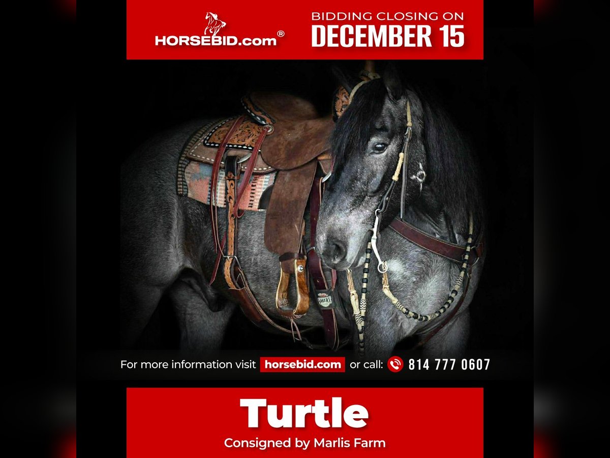 Draft Horse Mix Gelding 4 years 14,3 hh Roan-Blue in Rebersburg