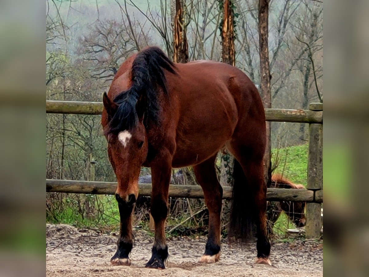Draft Horse Gelding 4 years 15,1 hh Brown in Clairvaux-d&#39;Aveyron