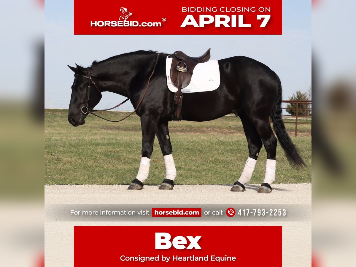 Draft Horse Mix Gelding 4 years 15,2 hh Black in Mount Vernon, MO