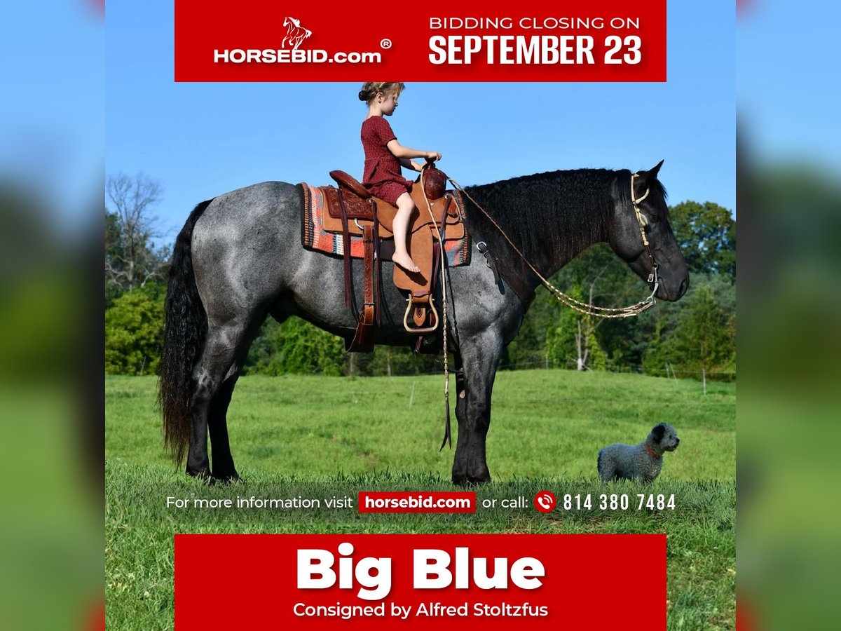 Draft Horse Mix Gelding 4 years 15,3 hh Roan-Blue in Howard, PA