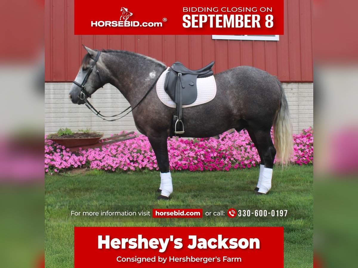 Draft Horse Mix Gelding 4 years 15 hh Grey in Millersburg
