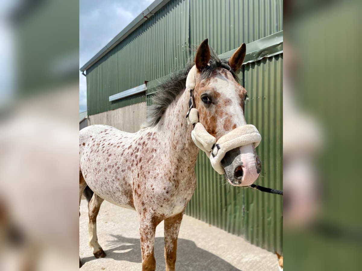 Draft Horse Gelding 4 years 15,1 hh Leopard-Piebald in Sligo