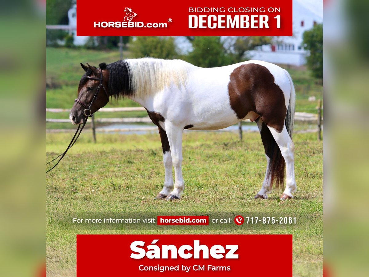 Draft Horse Mix Gelding 4 years 15,1 hh Pinto in Gap