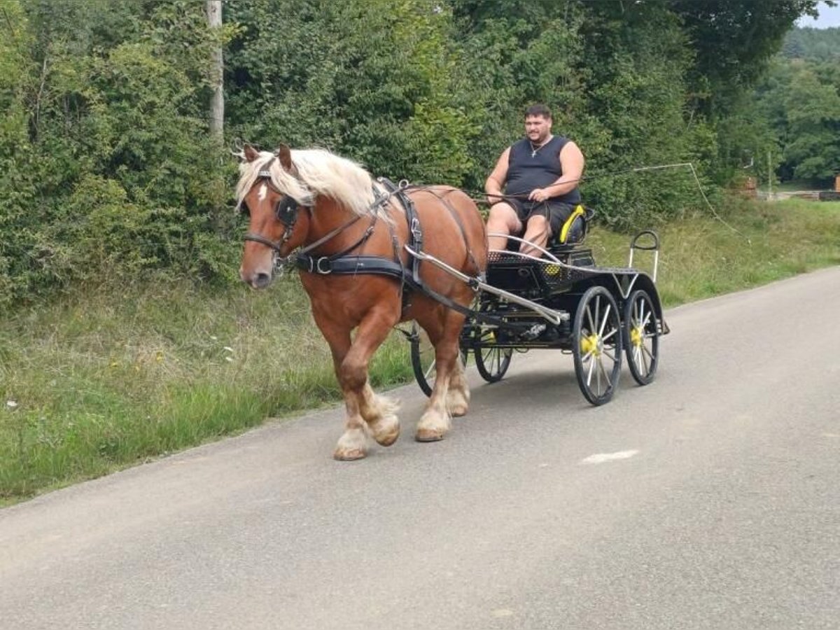 Draft Horse Gelding 4 years 15,2 hh Chestnut-Red in WINTZFELDEN