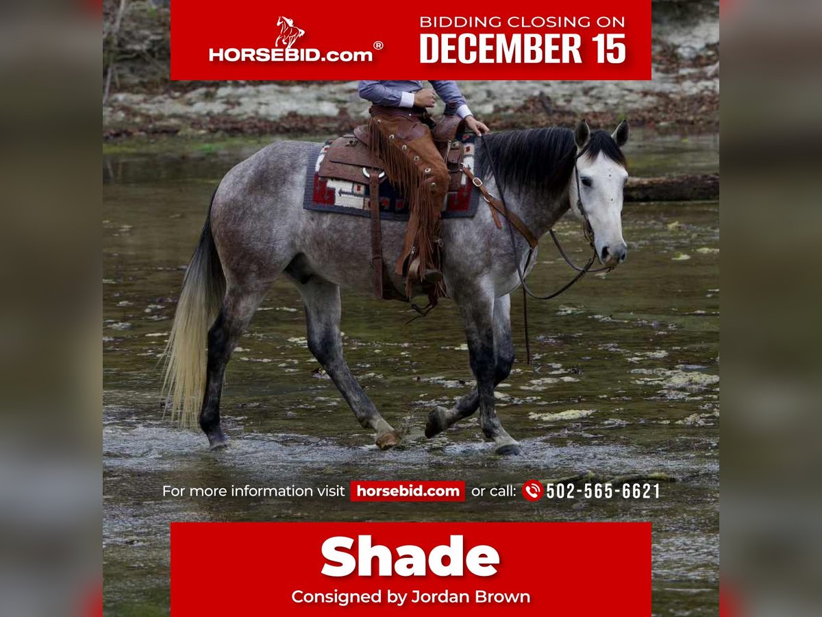 Draft Horse Mix Gelding 4 years 15,3 hh Grey in Georgetown