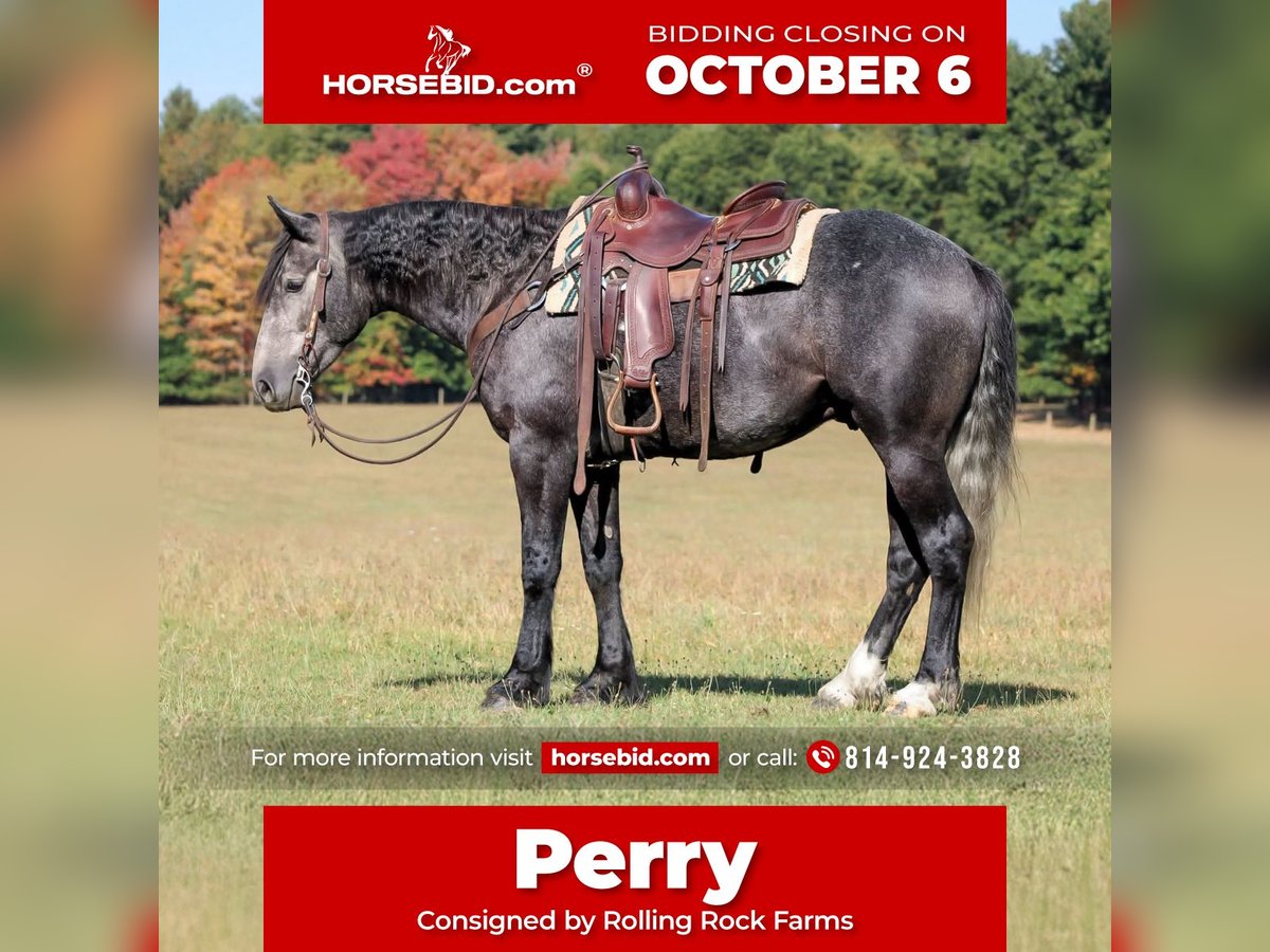 Draft Horse Mix Gelding 4 years 15,3 hh Grey in Clarion