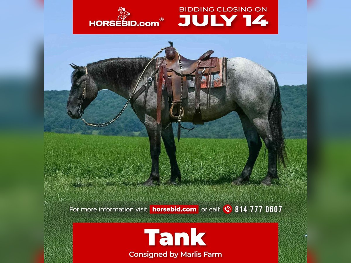 Draft Horse Mix Gelding 4 years 15,3 hh Roan-Blue in Rebersburg