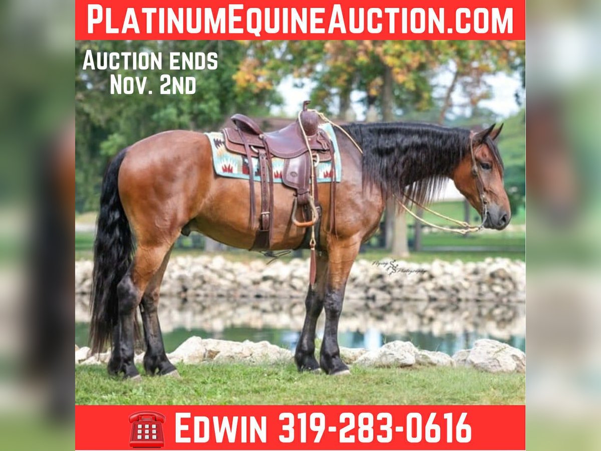 Draft Horse Gelding 4 years 16,2 hh Bay in Fairbank IA