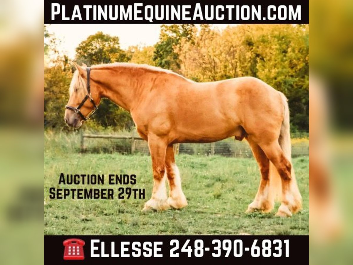 Draft Horse Gelding 4 years 16,2 hh Palomino in Howell, MI