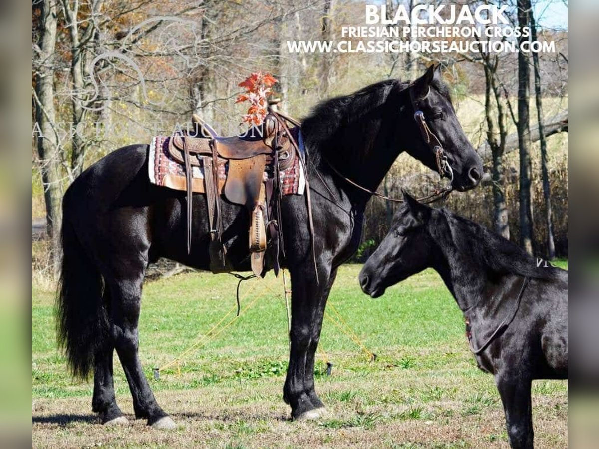 Draft Horse Gelding 4 years 16 hh Black in Coal City, IN