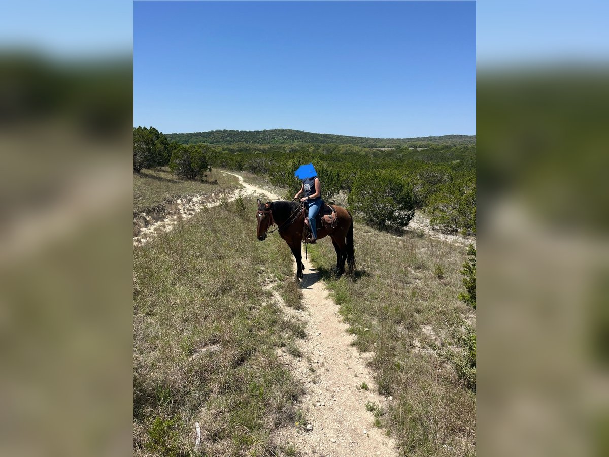 Draft Horse Mix Gelding 4 years 17 hh Bay in Alvin Draft Horse Mix Gelding 4 years 17 hh Bay in Alvin