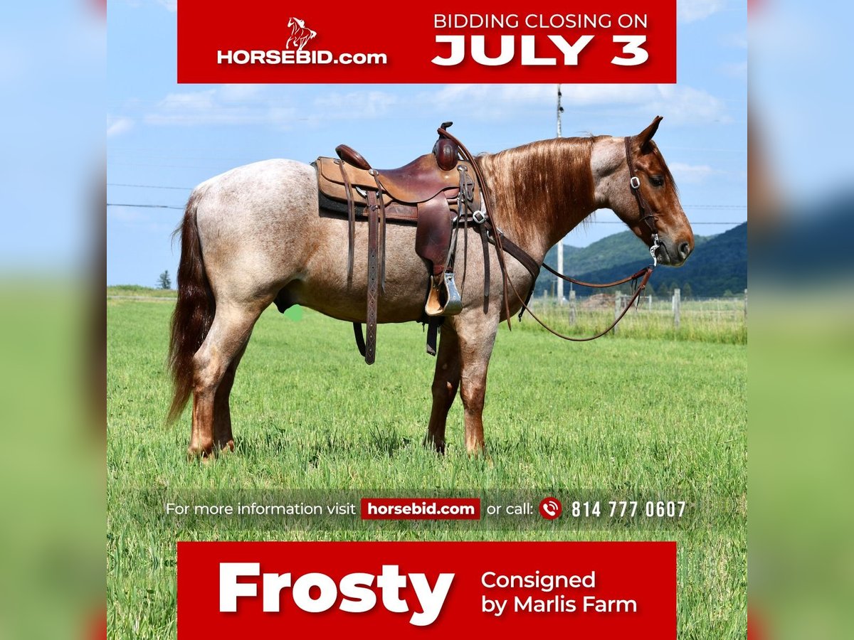 Draft Horse Mix Gelding 4 years Roan-Red in Rebersburg, PA