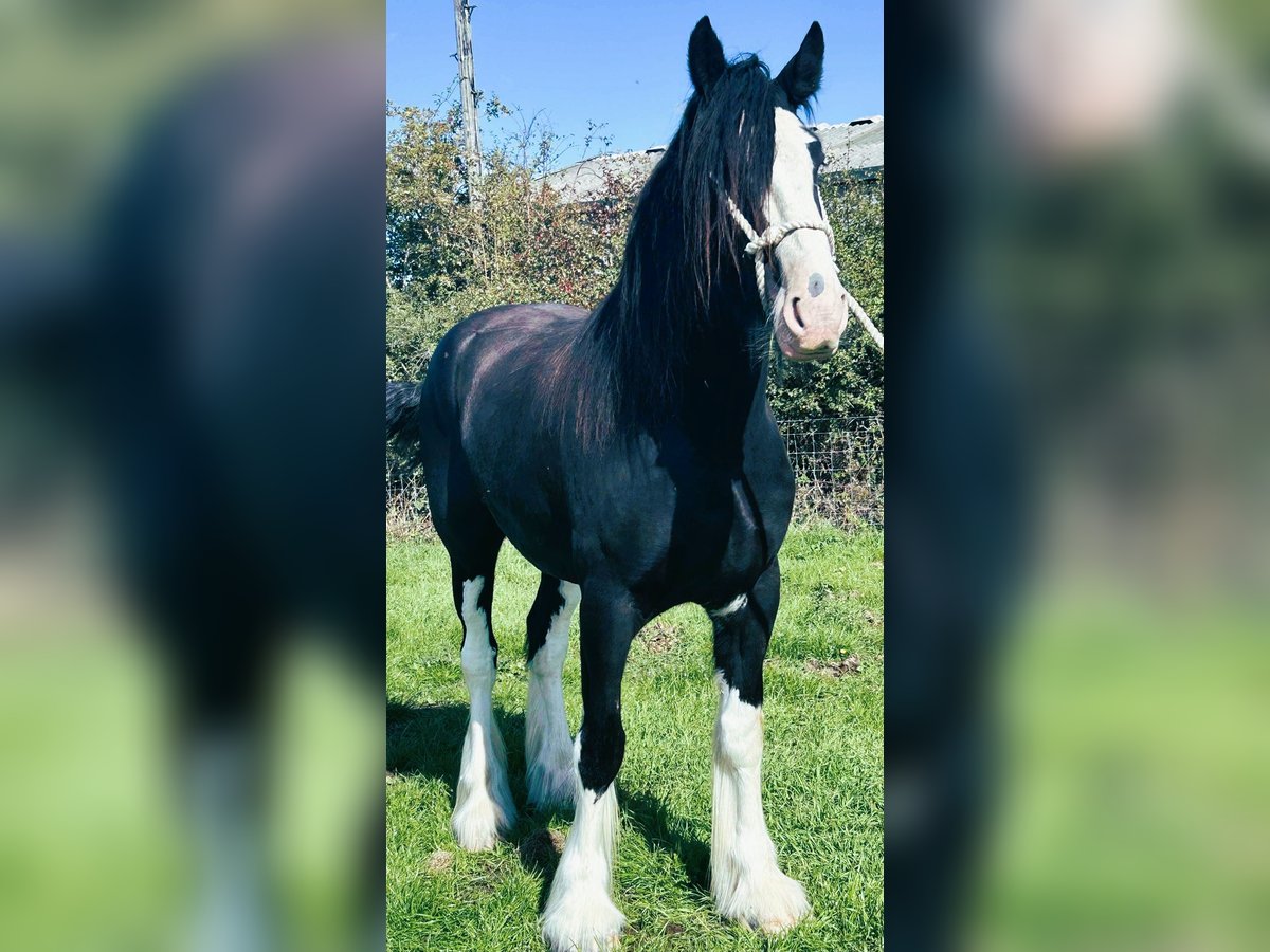 Draft Horse Gelding 4 years in whitegate Draft Horse Gelding 4 years in whitegate