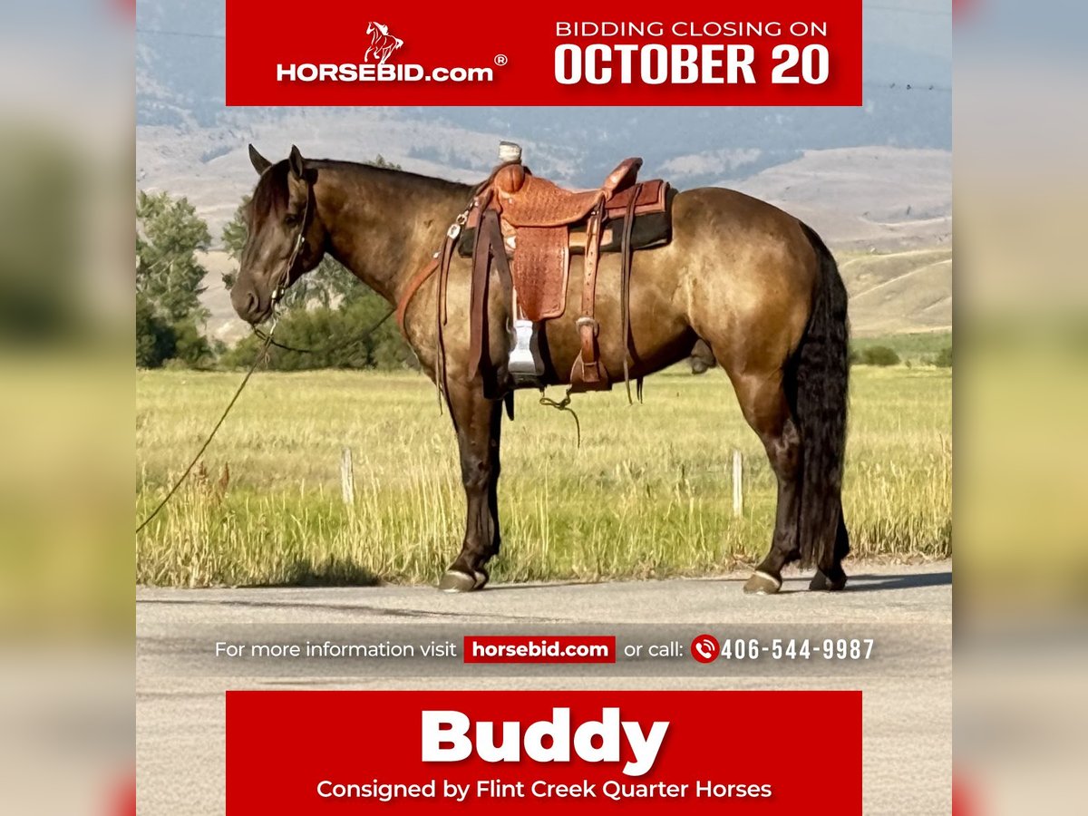 Draft Horse Mix Gelding 5 years 14,3 hh Buckskin in Drummond