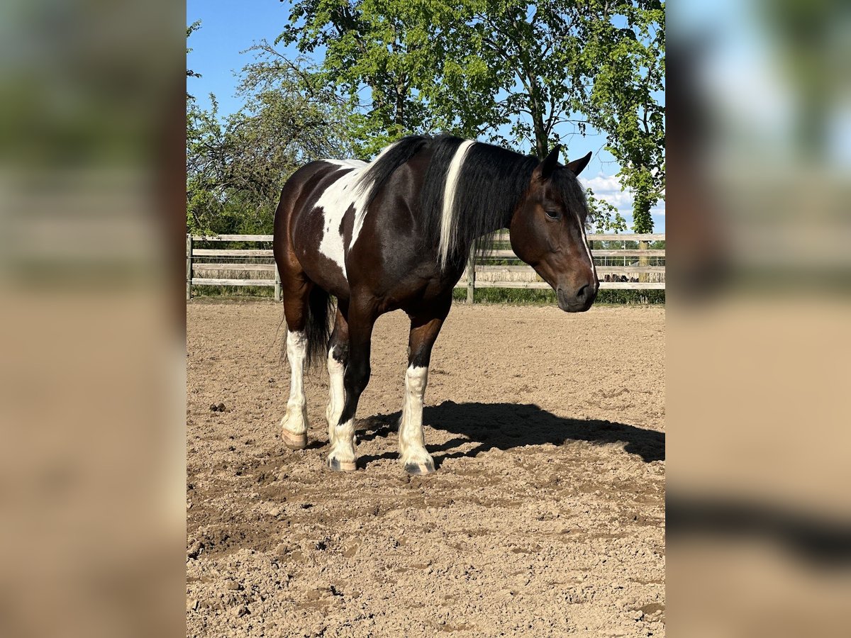 Draft Horse Mix Gelding 5 years 15,3 hh Pinto in Saginaw