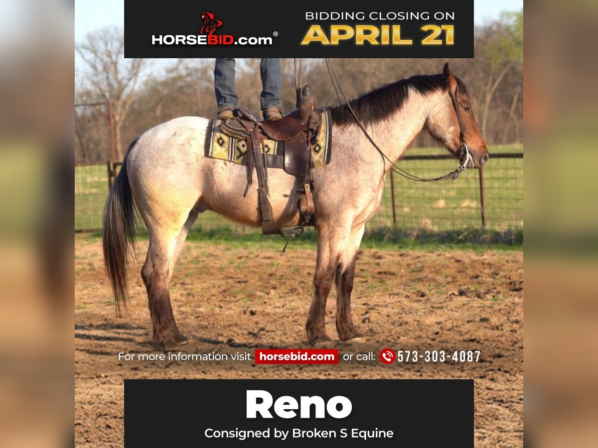Draft Horse Mix Gelding 5 years 15,3 hh Roan-Bay in Marshall, MO