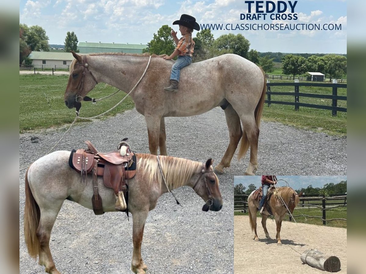 Draft Horse Gelding 5 years 15 hh Roan-Red in Sebree, KY