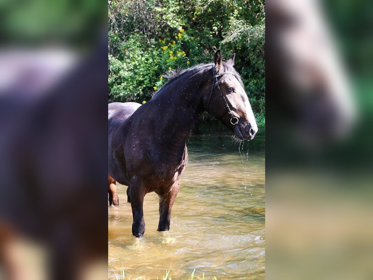Draft Horse Gelding 5 years 15,2 hh Bay in Moscow