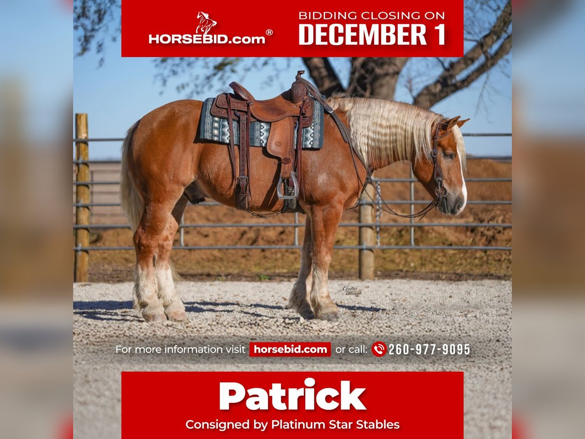 Draft Horse Mix Gelding 5 years 15,2 hh Palomino in Independence