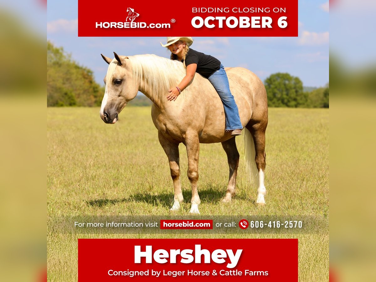 Draft Horse Mix Gelding 5 years 15,2 hh Palomino in Crab Orchard