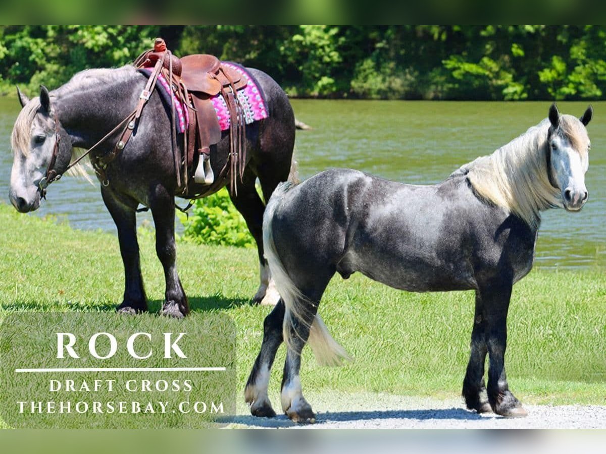 Draft Horse Gelding 5 years 15,3 hh Gray-Dapple in Tompkinsville, KY