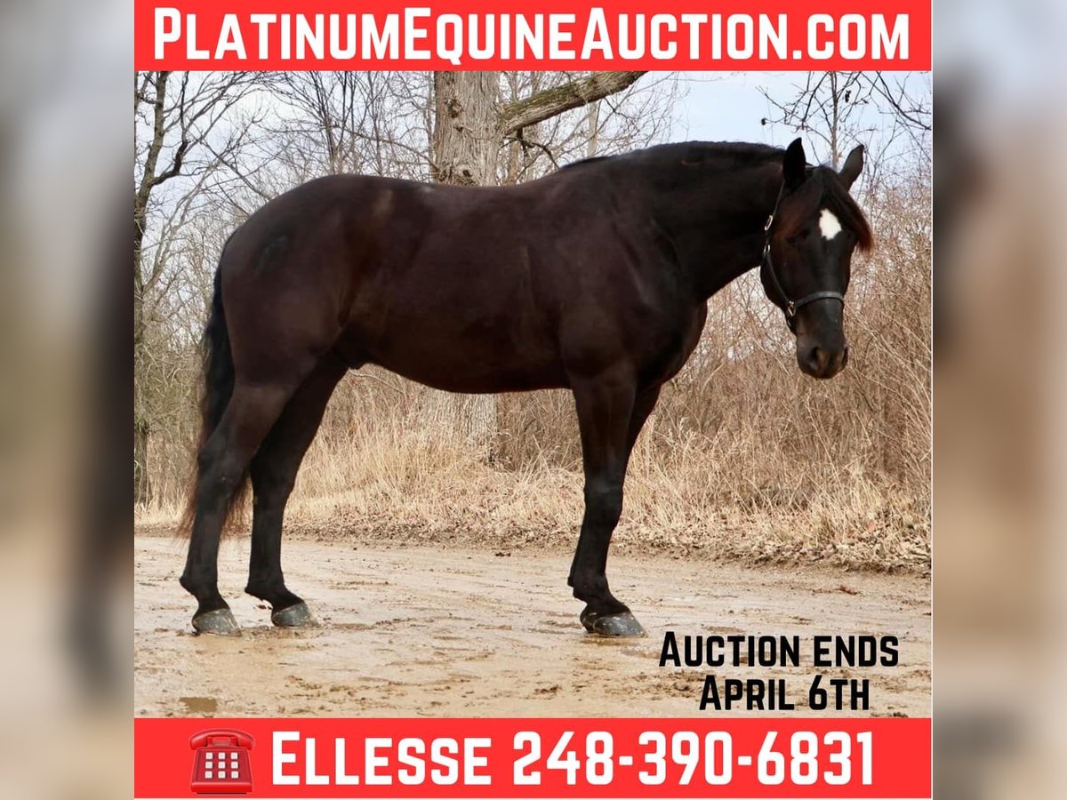 Draft Horse Gelding 5 years 16,1 hh Black in Howell, MI