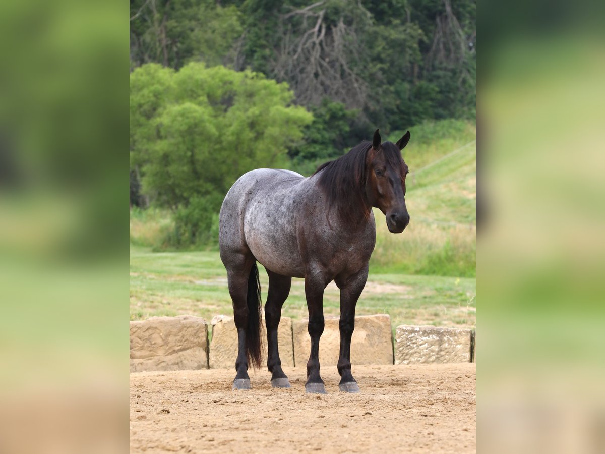 Draft Horse Mix Gelding 5 years 16,1 hh Roan-Blue in Millersburg