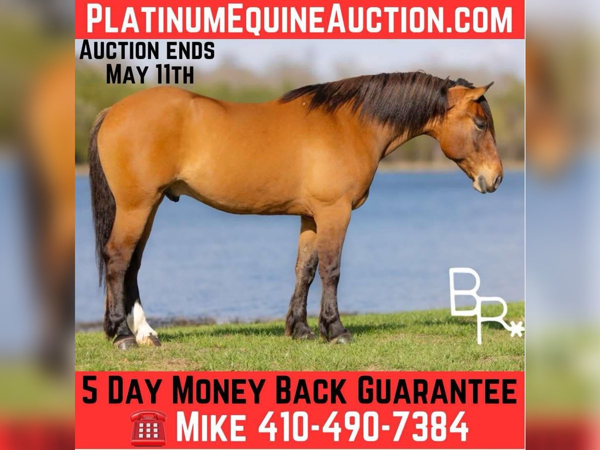 Draft Horse Gelding 5 years 16,2 hh Dun in Mountain Grove MO