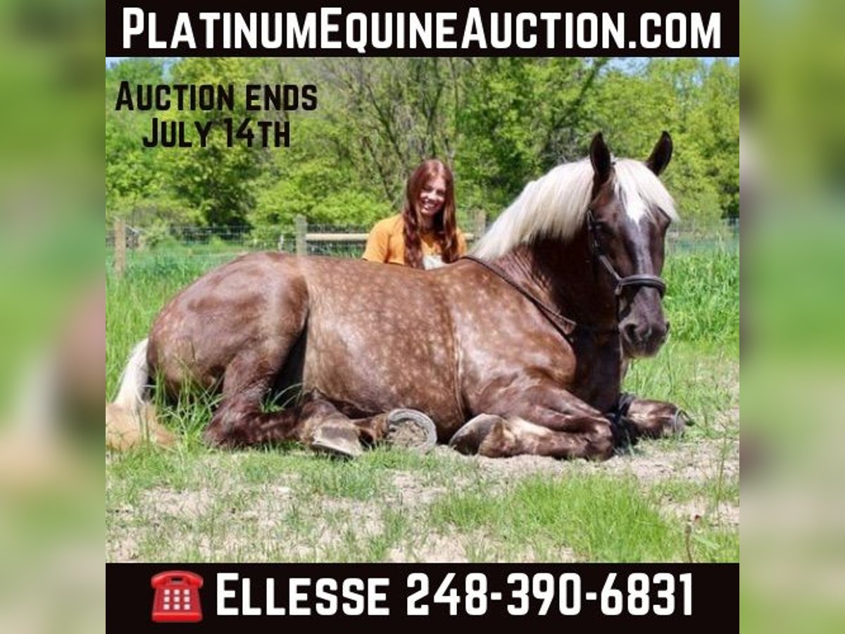 Draft Horse Gelding 5 years 16,3 hh Brown in Howell, MI