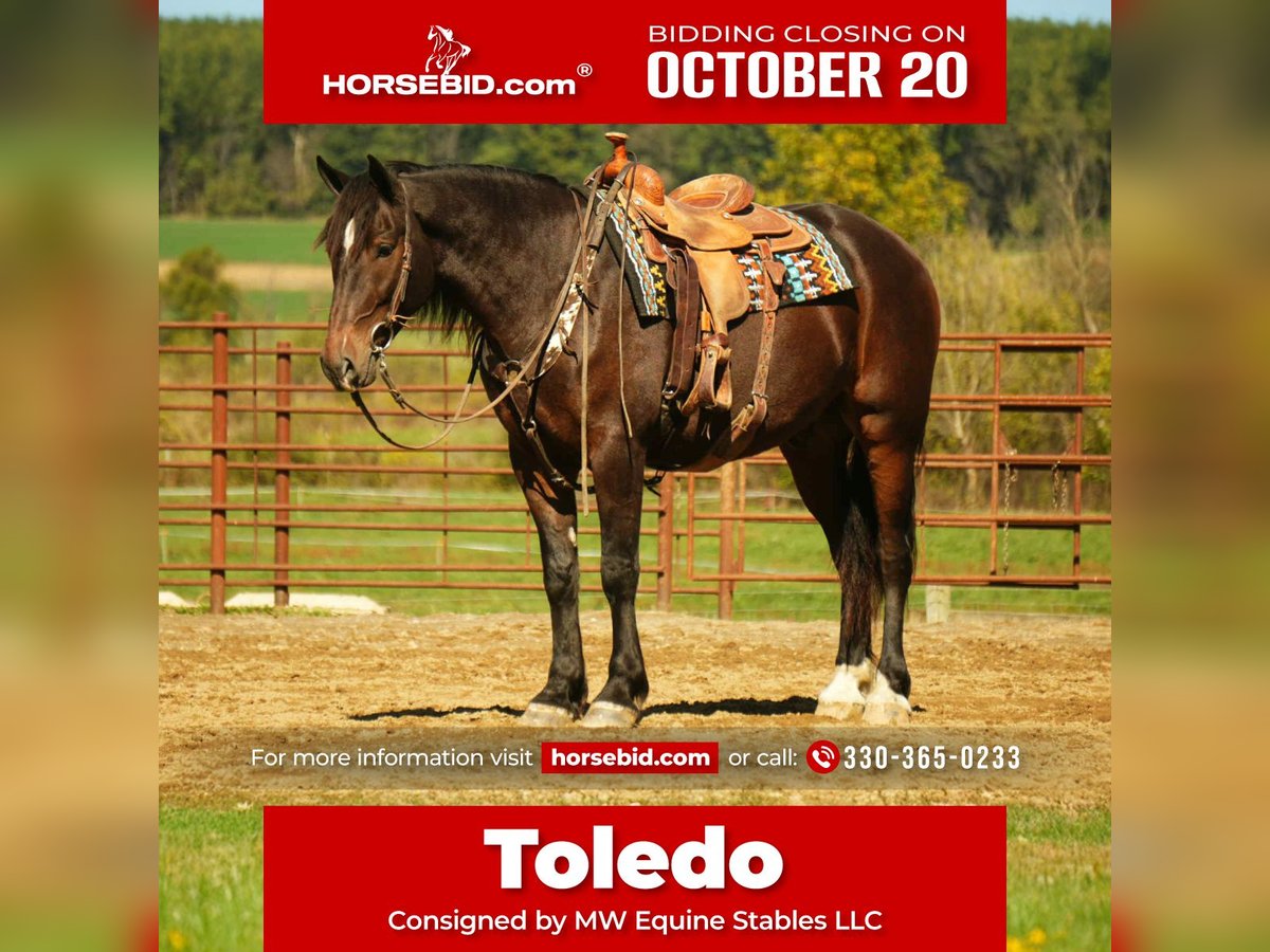 Draft Horse Mix Gelding 5 years 16 hh Roan-Bay in Fresno