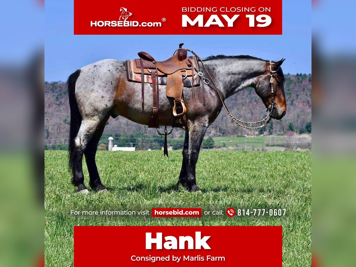 Draft Horse Mix Gelding 5 years 16 hh Roan-Bay in Rebersburg, PA