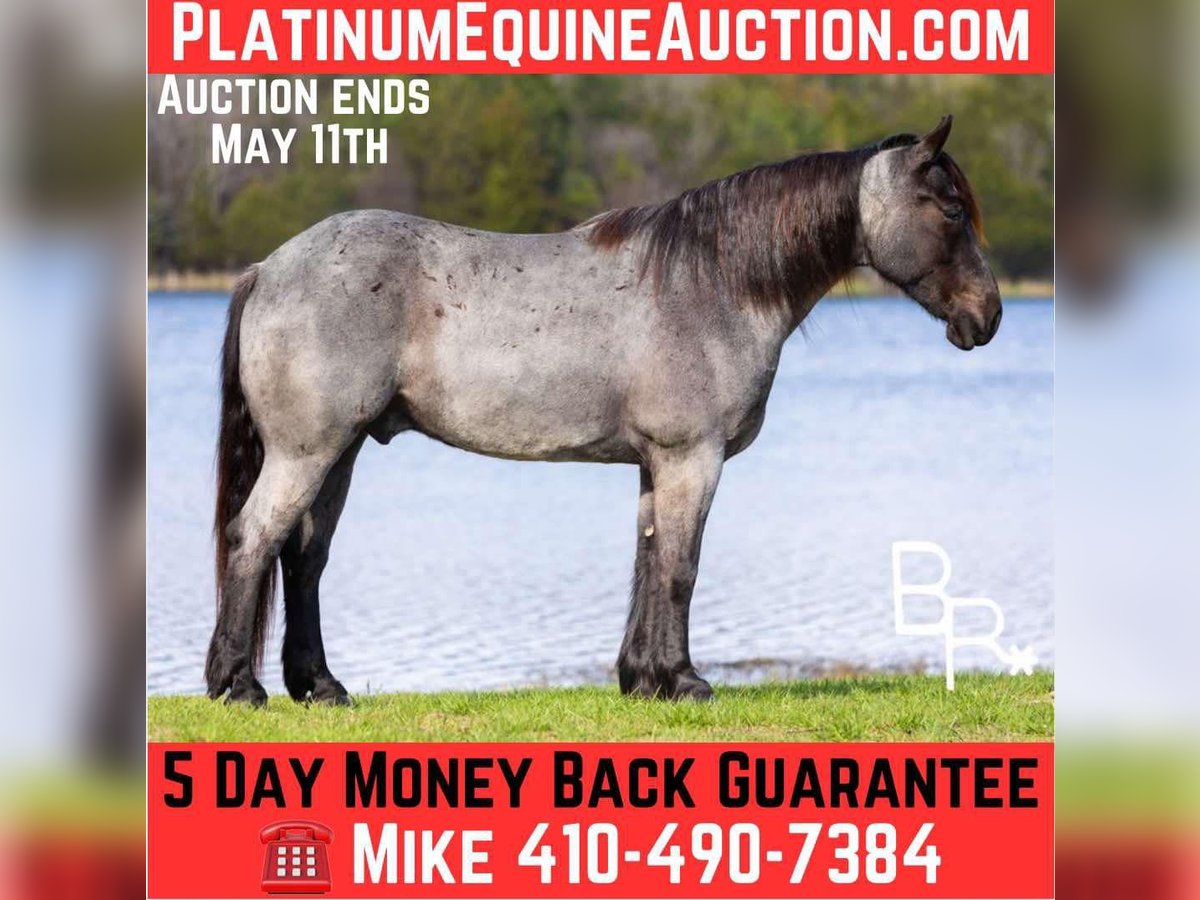 Draft Horse Gelding 5 years 16 hh in Mountain Grove MO